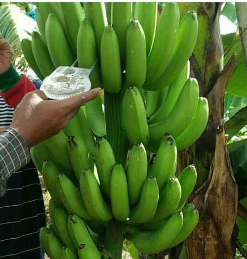 buah pisang dari kebun bibit alpukat